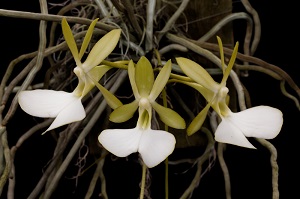 Dendrophylax fawcettii_Diamond Orchids_AM-AOS_81 plant
